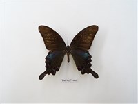 藏品(翠鳳蝶)的圖片